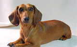 A picture named Dachund.jpg