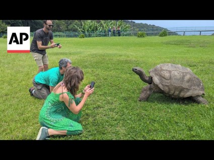 Death Reports Of Jonathan The Tortoise Were Part Of Crypto Scam