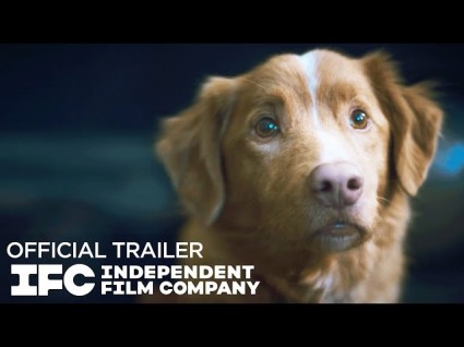 'Good Boy' Puts The Spotlight On The Dog