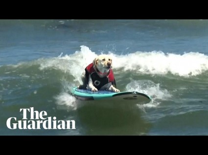 Dog Surfing Competition 2026