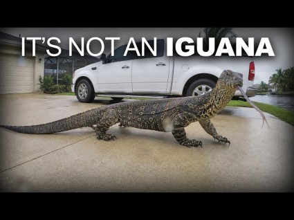 6 Foot Lizards Populating In South Florida