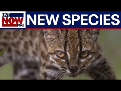 New Cat Species Discovered: The Tilcayo