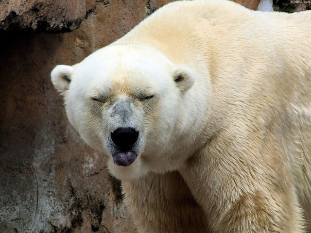 Alaska Woman Finds A Massive Polar Bear On Her Front Porch. Thanks ...