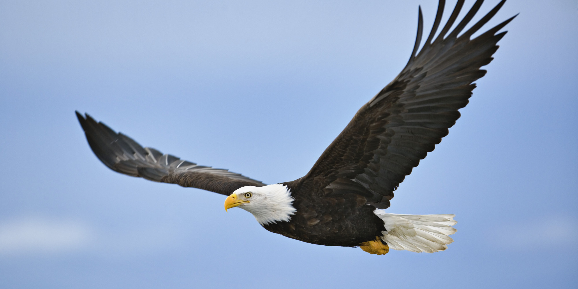 Our Stupid House Of Representatives Goes After Migratory Birds | Crooks