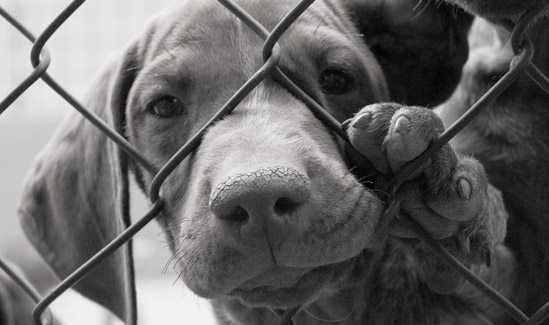 USDA APHIS Pulls Access To Essential Animal Welfare Database | Crooks ...