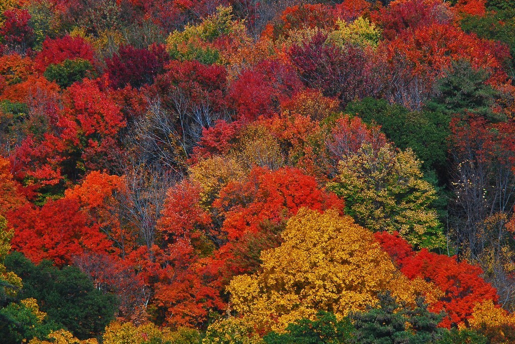 Open Thread - How's The Autumn Colors Where You Are? | Crooks and Liars