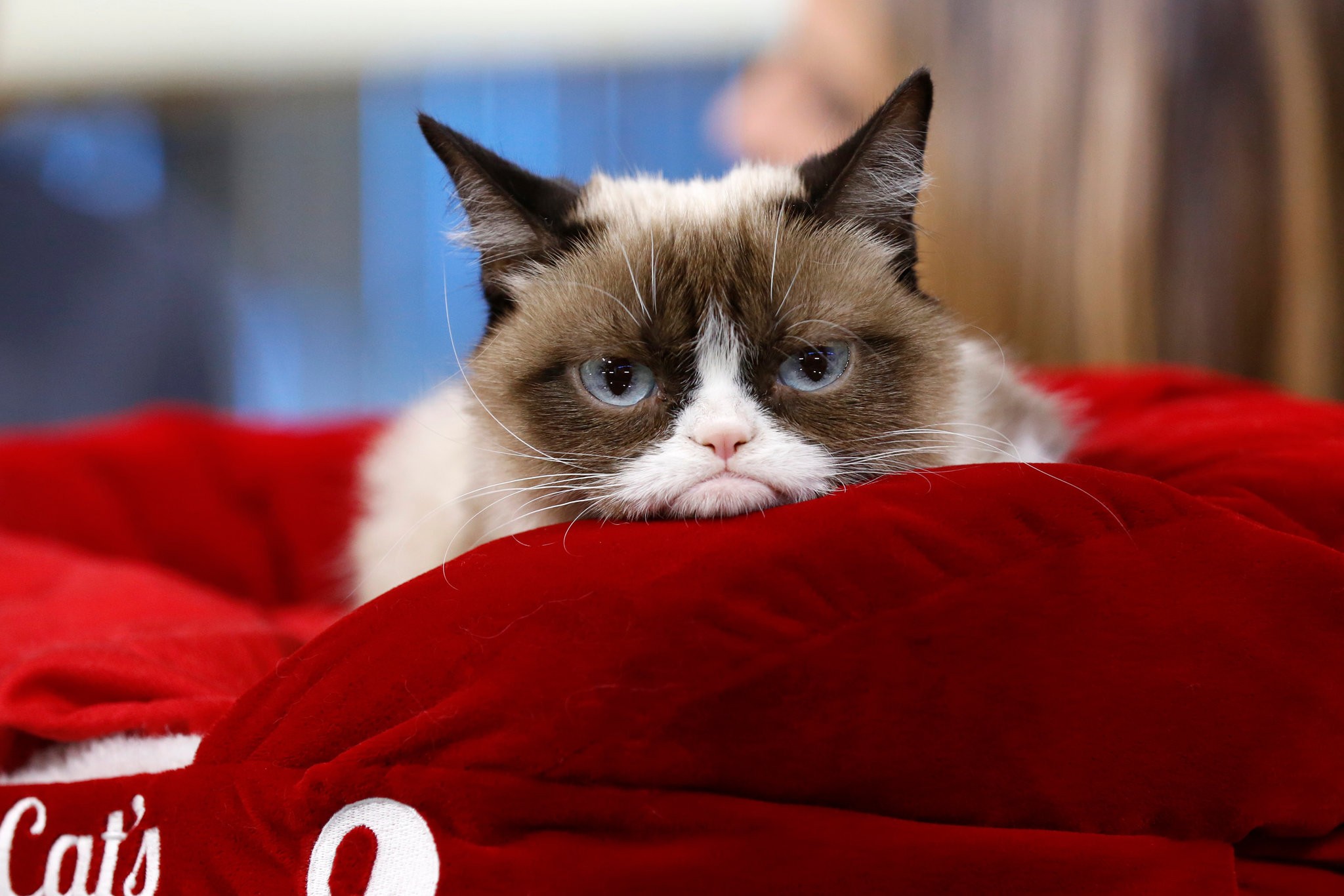 Fox & Friends Audience Howls With Laughter At The Death Of 'Grumpy Cat