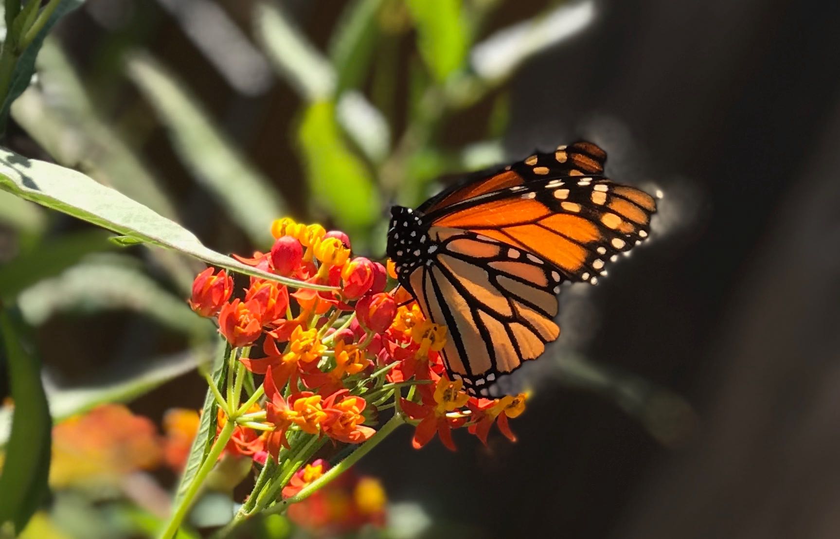 The Monarch Butterflies Are Migrating South | Crooks and Liars