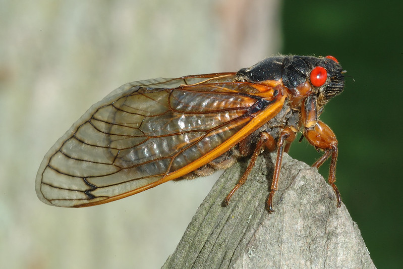 Billions And Billions Of...Cicadas! | Crooks And Liars