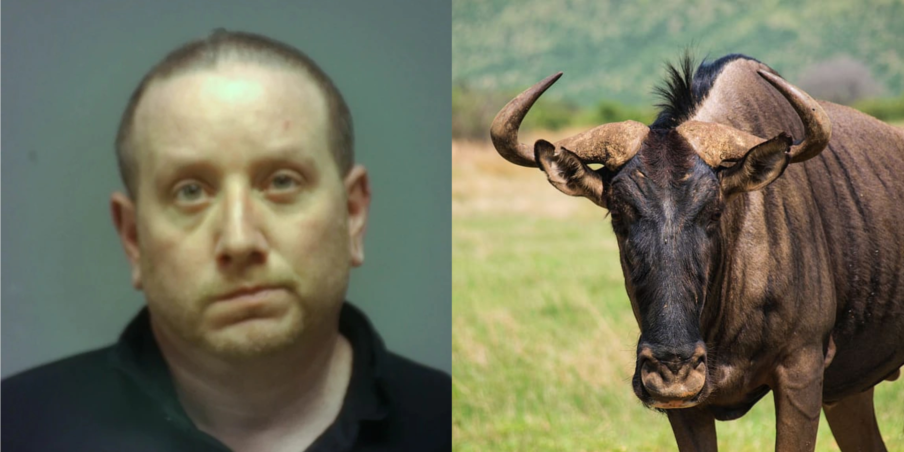 former-ohio-official-bought-a-wildebeest-with-public-money