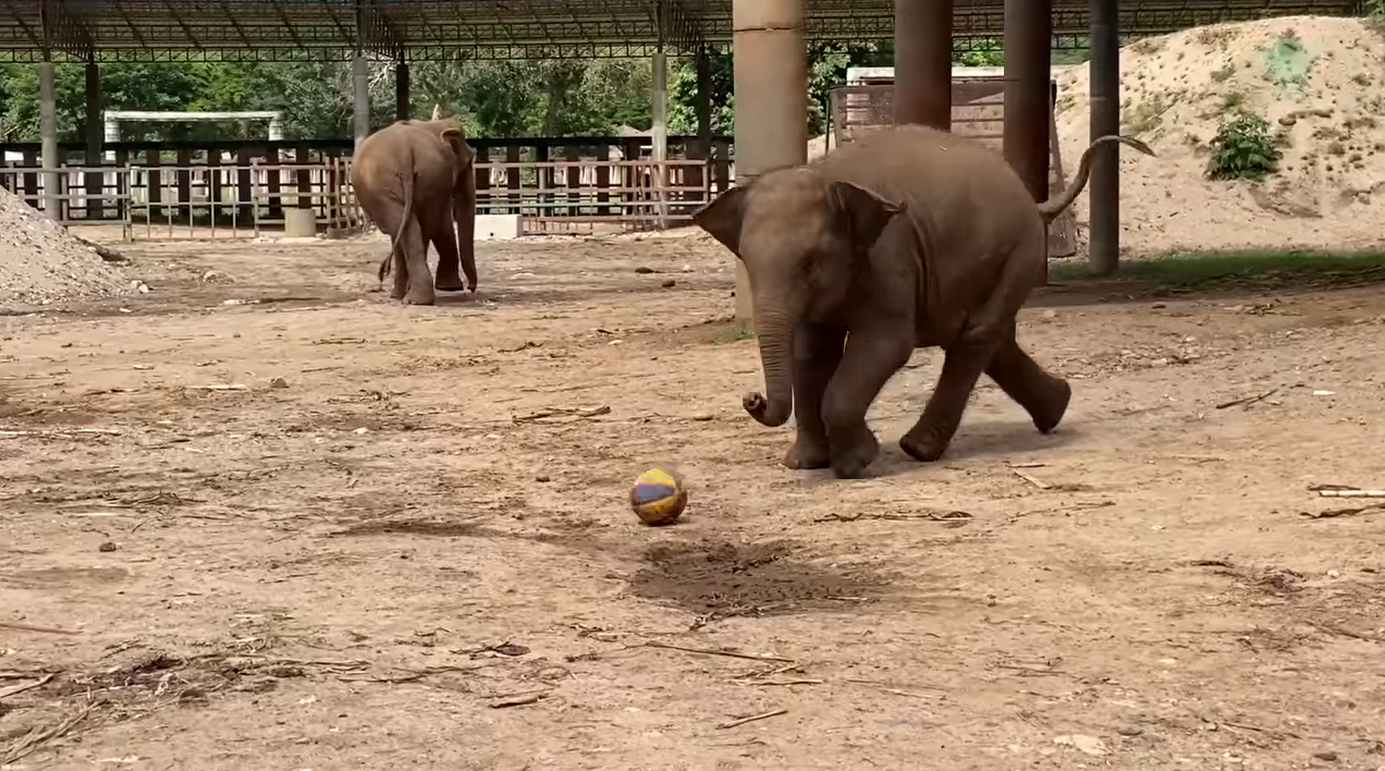 She Shoots! She Scores! - Vimarsana News