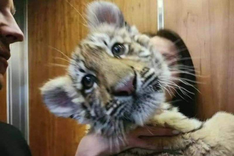 chester zoo baby tiger dies