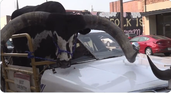 This Guy Is A Real Moo-ver And Shaker - Vimarsana News