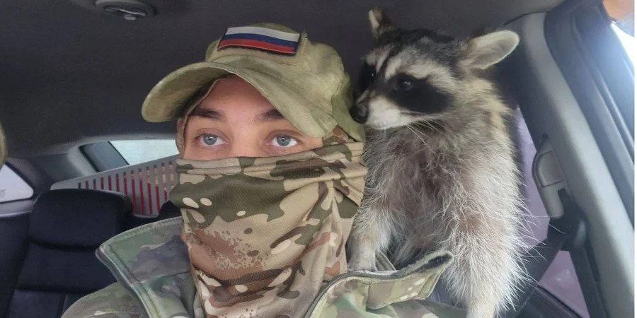 Russian Soldier Who Stole Raccoon Has Raccoon Stolen By Russians ...