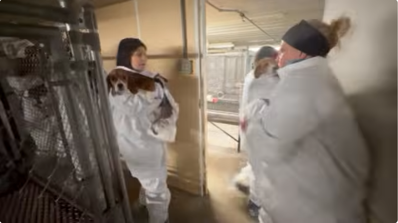 Animal Activists Rescue Beagles From Biomedic Facility | Crooks and Liars