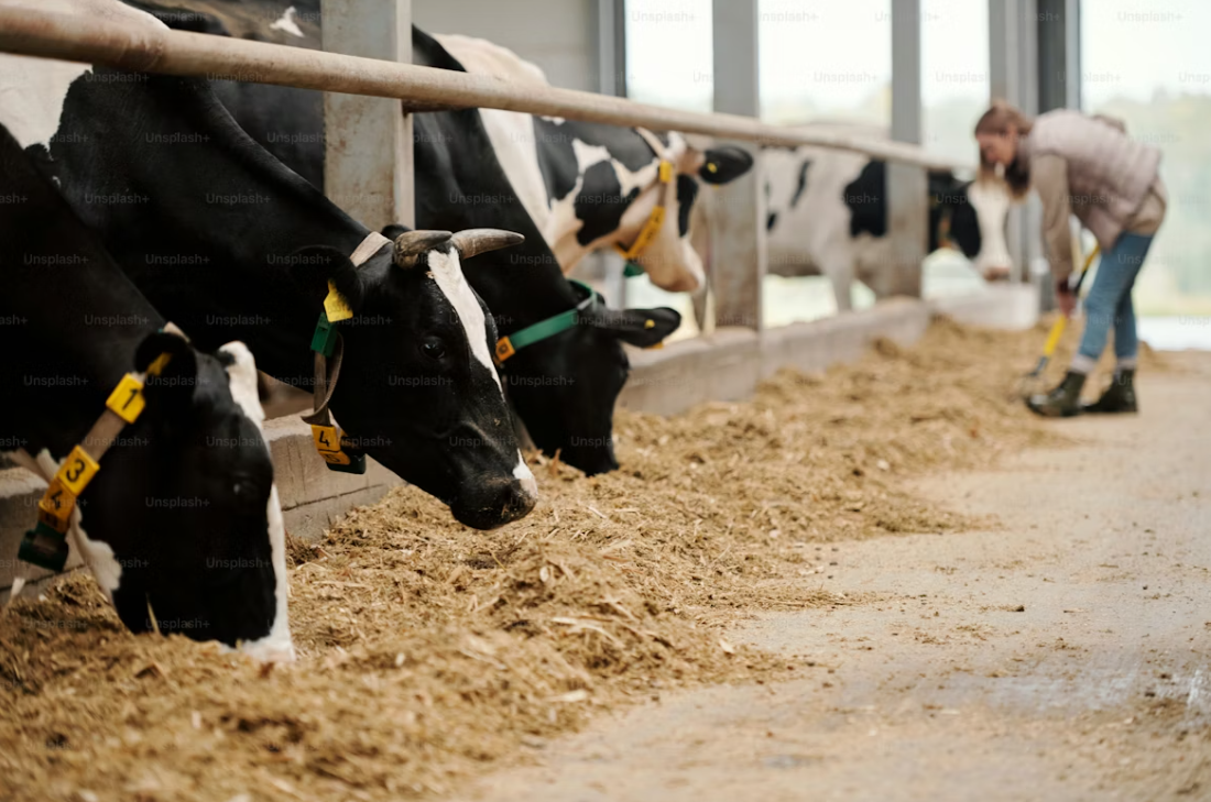 MAGA Dairy Farmer Is Disgusted With Trump, GOP