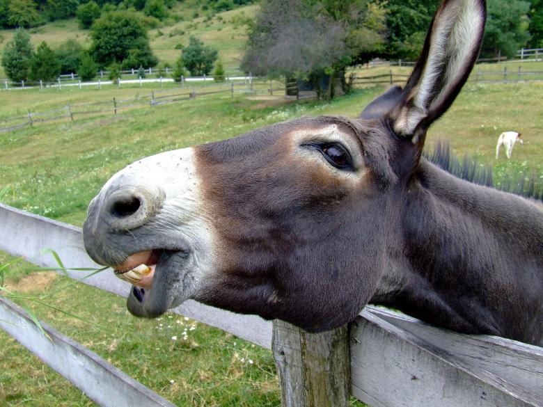 Argentines Turn To Donkey Meat Amid Javier Milei's Economic Crisis