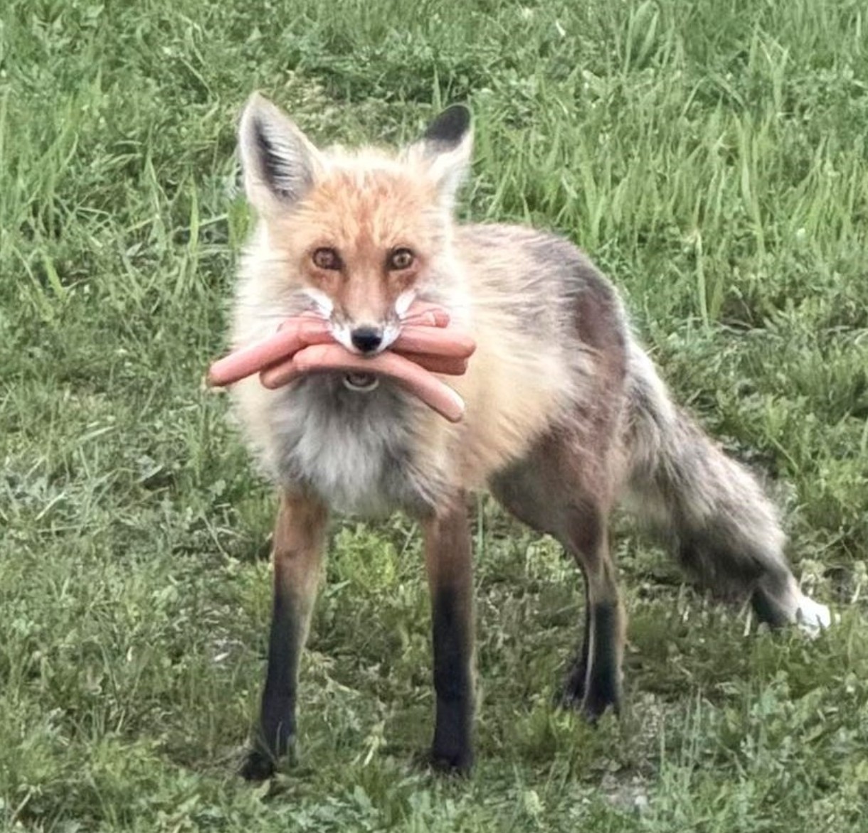 A Red Fox Caught Red-handed With The Goods