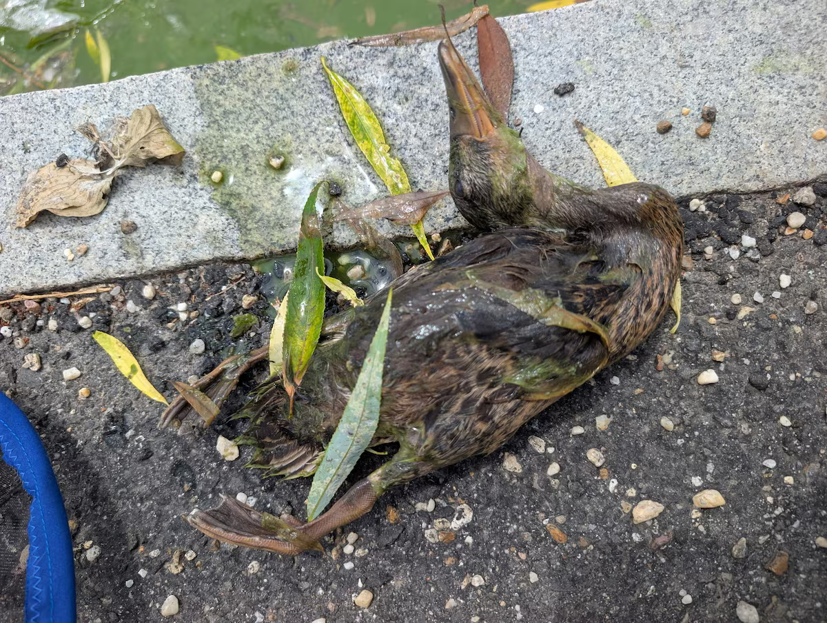 More Ducks Found Dead At Trump's Reflecting Pool