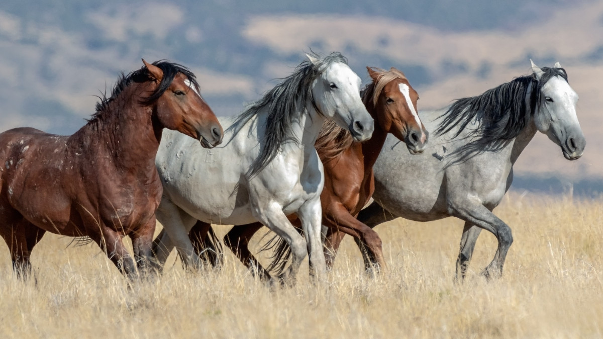 Trump Adminstration Accused Of Sending Protected Mustangs To Slaughter