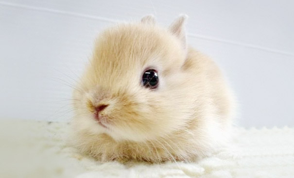 baby_bunny.jpg