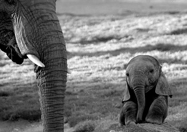 baby_elephant.jpg