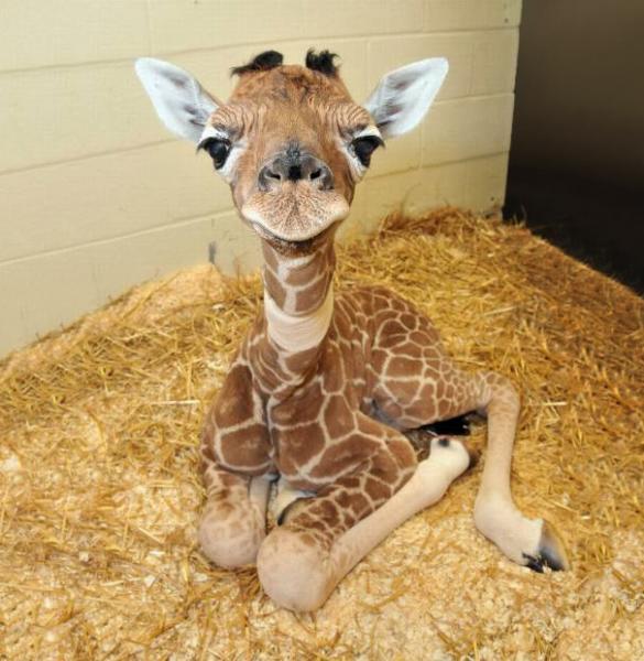 baby_giraffe.jpg