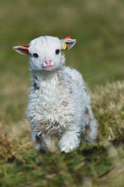 baby_lamb.jpg