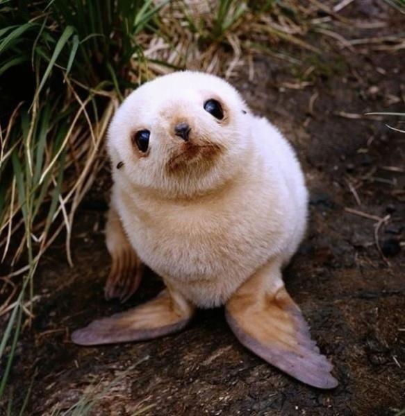 baby_seal.jpg