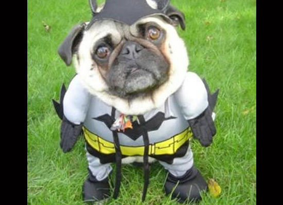 bat_pug.jpg