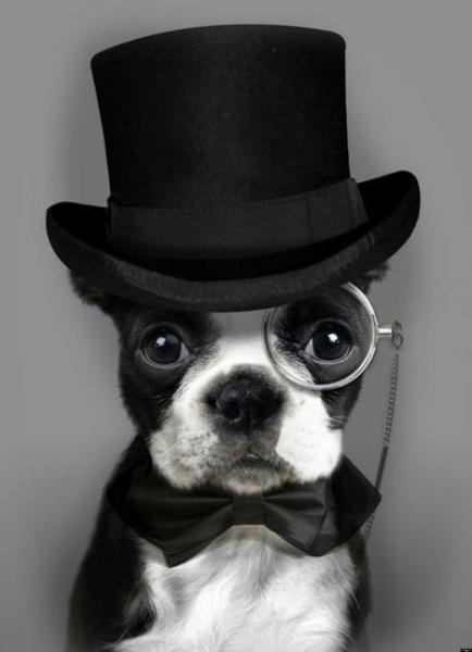 dapper_dog.jpg