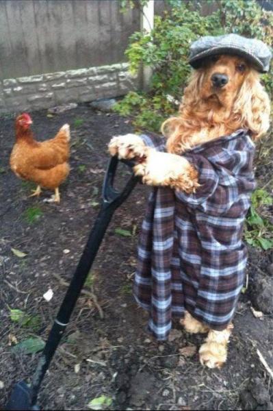 gardening_dog.jpg
