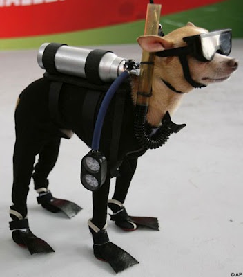 scuba_dog.jpg